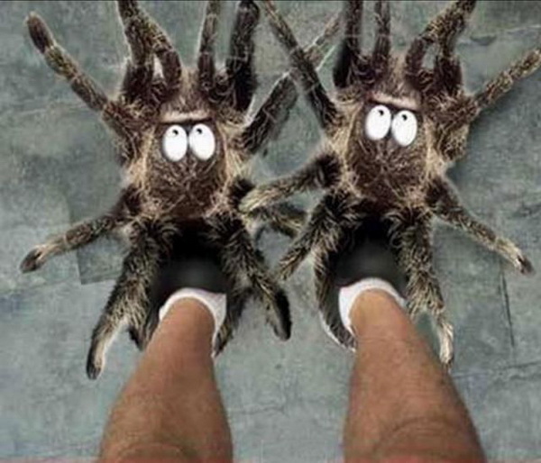 shoes spider